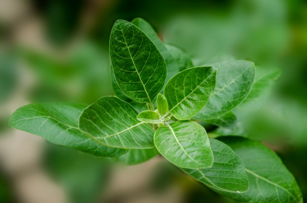 Racines et poudre d'Ashwagandha sur une table en bois, remède naturel contre l'anxiété au Maroc.